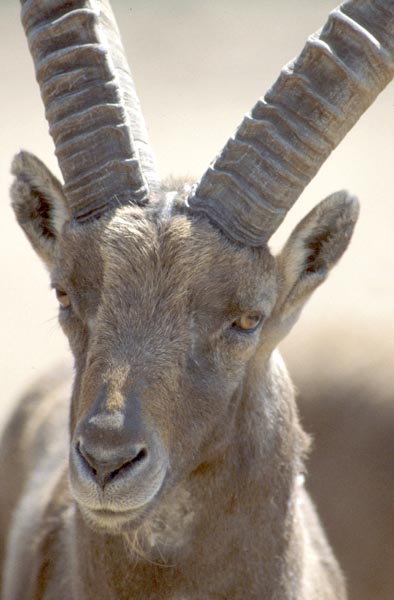  Male Alpine Ibex at San Diego Zoo.