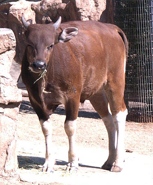 banteng-1