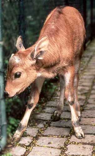 banteng-15