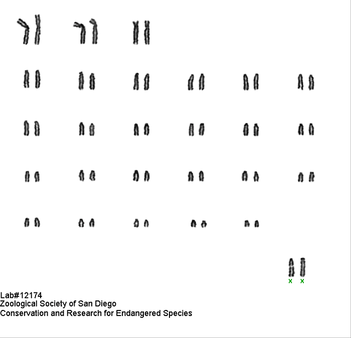 bharal-13