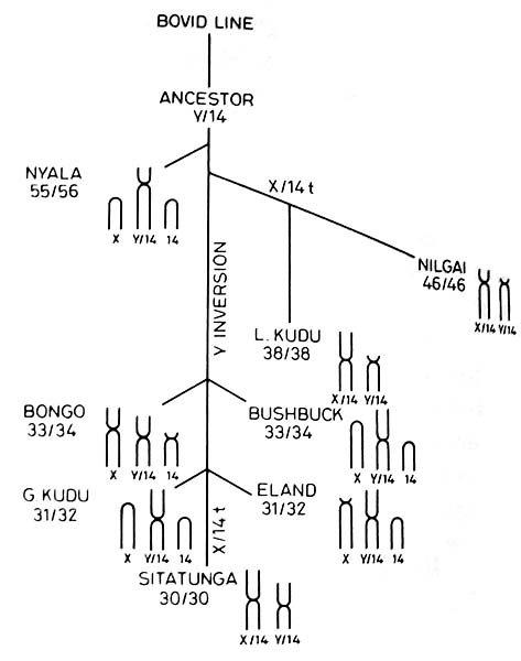 eland-10