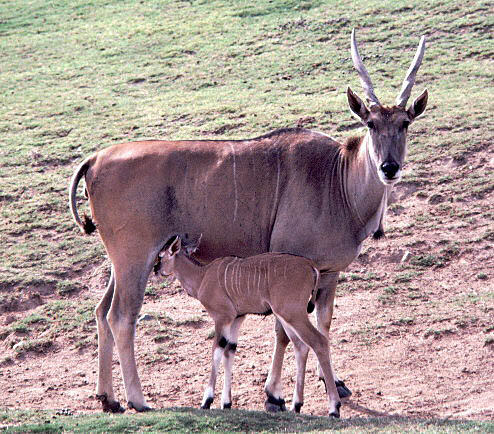 eland-13