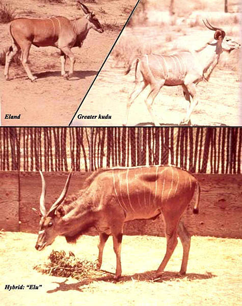 eland-9