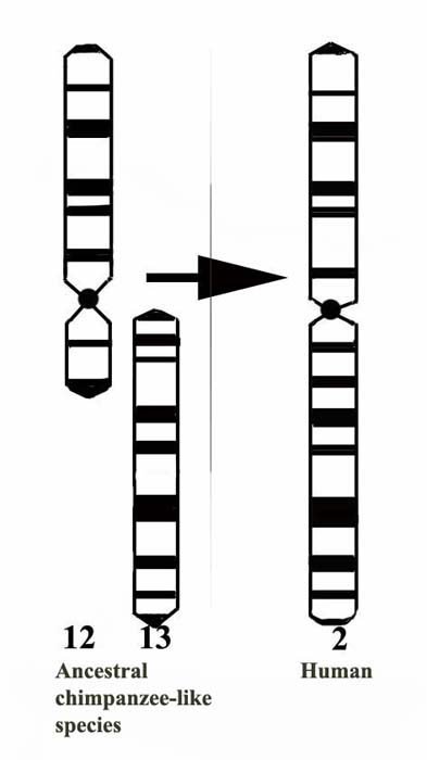 This represents the presumed ‘first step' in human evolution, the fusion (translocation) of the two chimpanzee submetacentric chromosomes