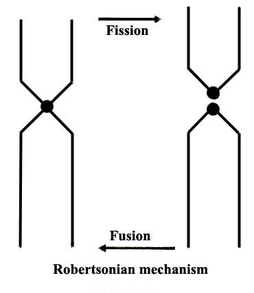 The essence of the acrocentric fusion/fission mechanism of Robertson