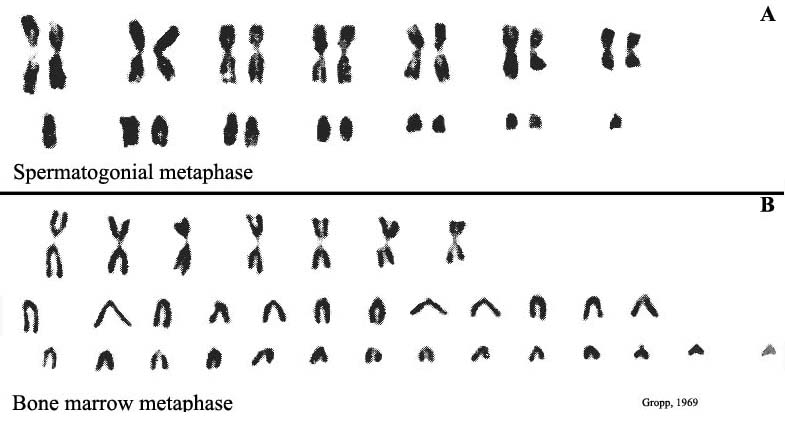 The original karyotypes of Mus poschiavini (from Gropp, 1969)