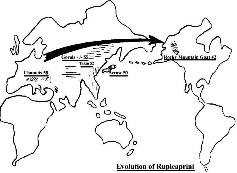 Evolution of Rupicaprini and their chromosome numbers