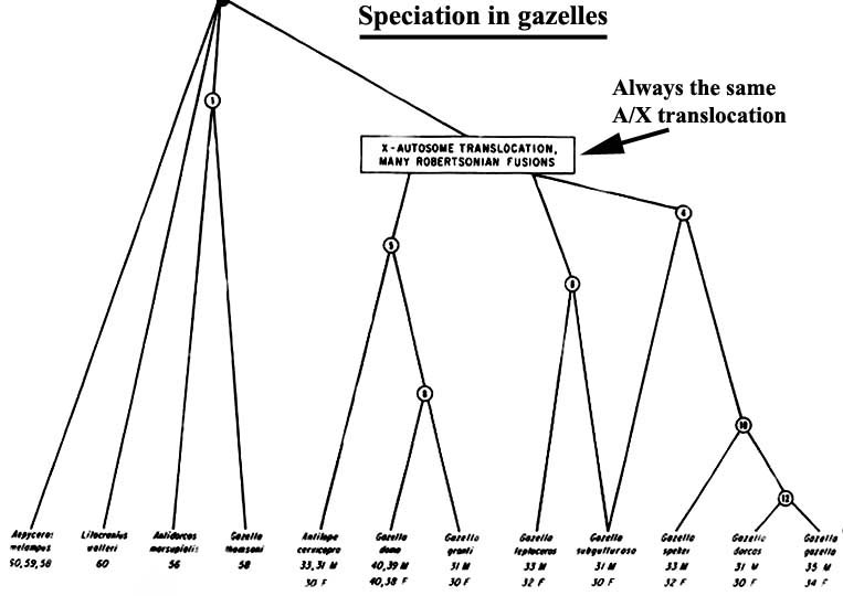 Speciation of all African gazelles, with same X/autosome fusion occurring in the right group, hence males and females have different numbers of chromosomes. Many subsequent fusions have also occurred.