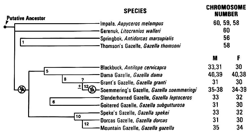 Speciation of all African gazelles