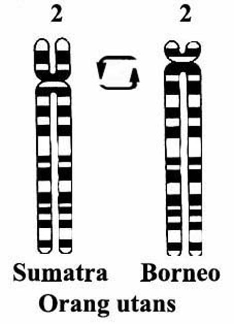 Orangutan pericentric inversion of chromosome #2