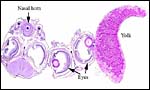 Here follow some additional sections of embryos and membranes.
