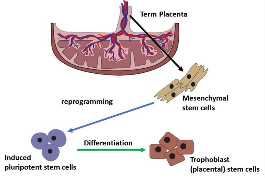 Stem-cell-placenta.JPG